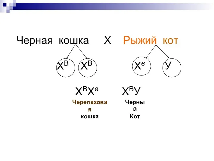 Р ХВХВ ХвУ Черная кошка Х Рыжий кот Гаметы ХВ