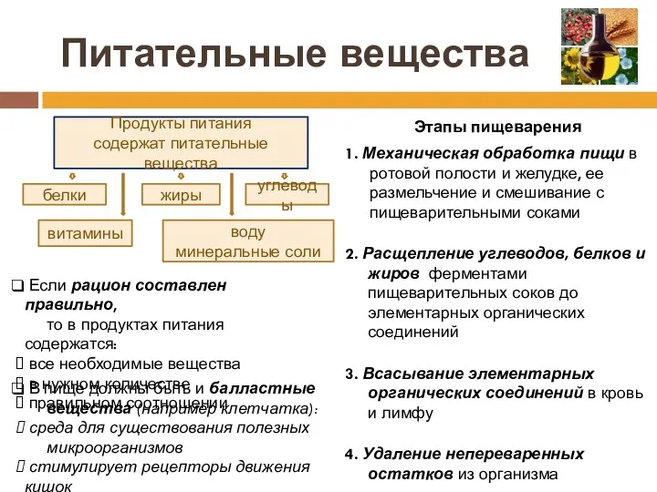 Питательные вещества Этапы пищеварения 1. Механическая обработка пищи в ротовой