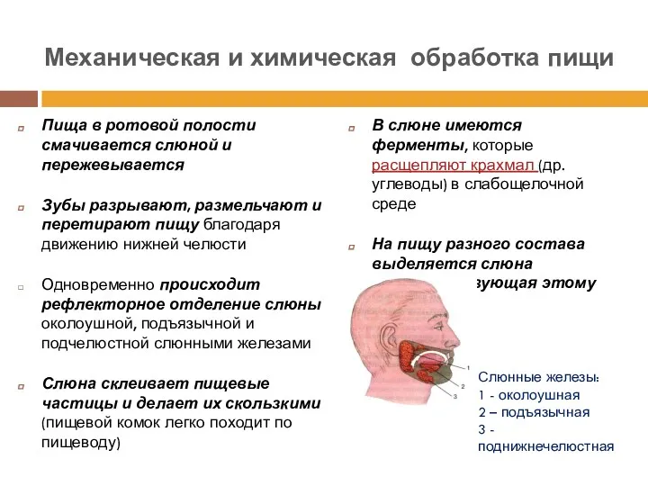 Механическая и химическая обработка пищи Пища в ротовой полости смачивается