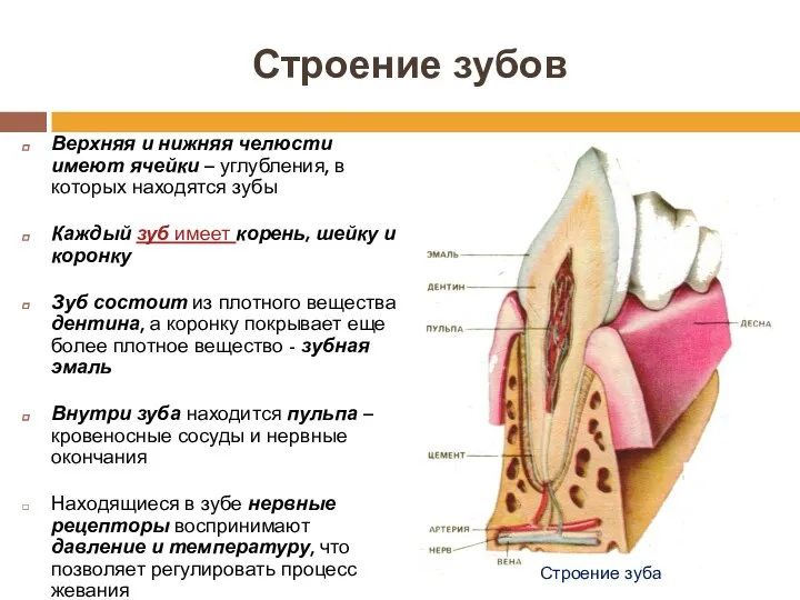 Строение зубов Верхняя и нижняя челюсти имеют ячейки – углубления,