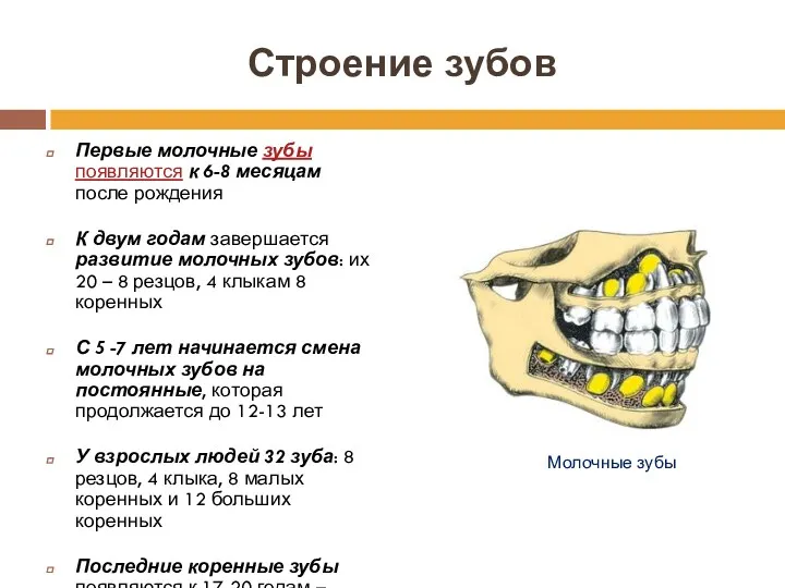 Строение зубов Первые молочные зубы появляются к 6-8 месяцам после