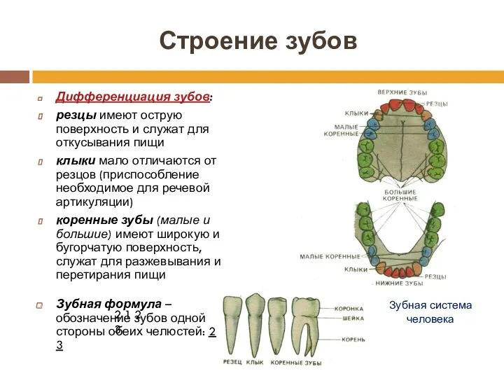 Строение зубов Дифференциация зубов: резцы имеют острую поверхность и служат