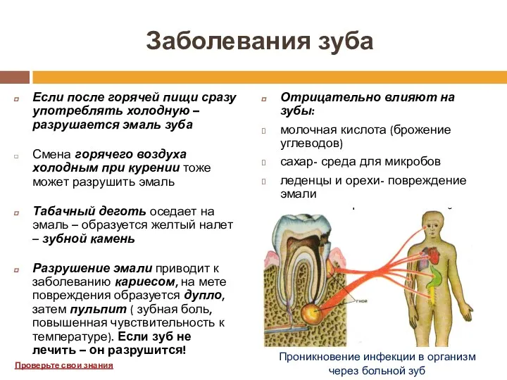 Заболевания зуба Если после горячей пищи сразу употреблять холодную –