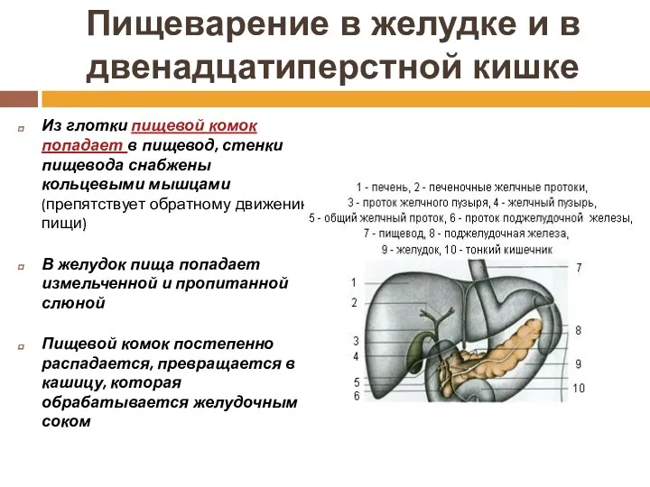 Пищеварение в желудке и в двенадцатиперстной кишке Из глотки пищевой