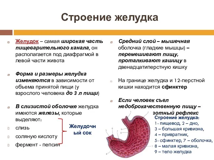 Строение желудка Желудок – самая широкая часть пищеварительного канала, он