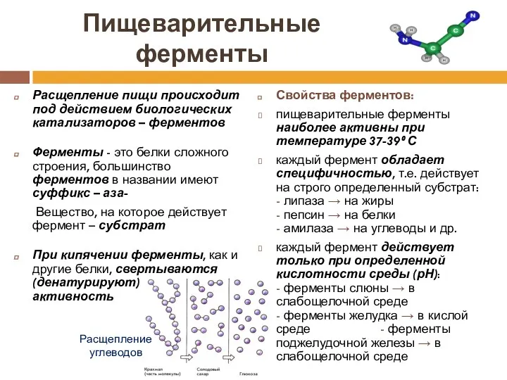 Пищеварительные ферменты Расщепление пищи происходит под действием биологических катализаторов –