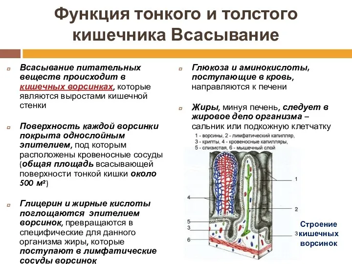 Функция тонкого и толстого кишечника Всасывание Всасывание питательных веществ происходит