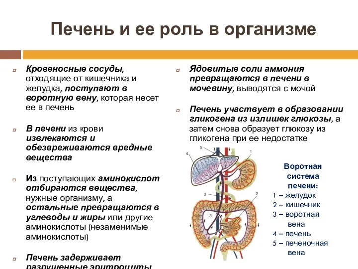 Печень и ее роль в организме Кровеносные сосуды, отходящие от