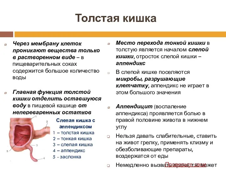 Толстая кишка Через мембрану клеток проникают вещества только в растворенном