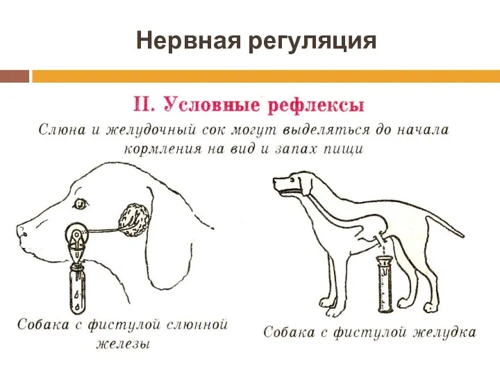 Нервная регуляция