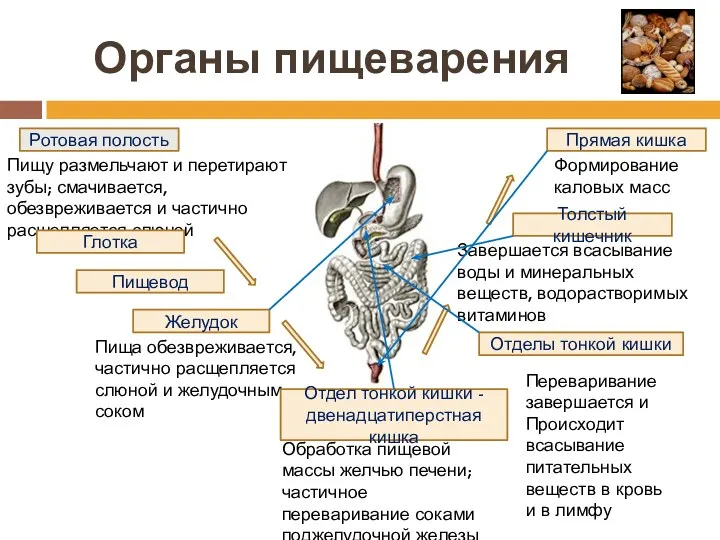 Органы пищеварения Ротовая полость Пищу размельчают и перетирают зубы; смачивается,