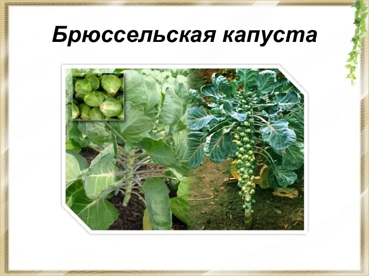 Брюссельская капуста