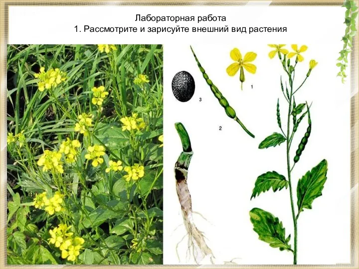 Лабораторная работа 1. Рассмотрите и зарисуйте внешний вид растения