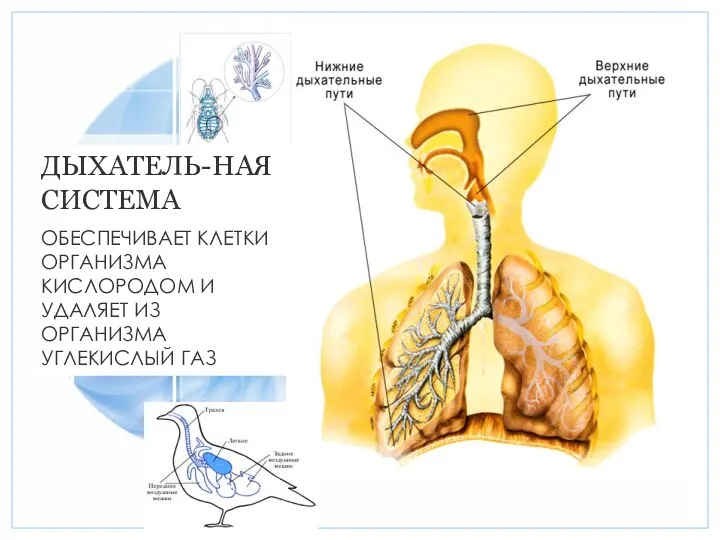 ДЫХАТЕЛЬ-НАЯ СИСТЕМА ОБЕСПЕЧИВАЕТ КЛЕТКИ ОРГАНИЗМА КИСЛОРОДОМ И УДАЛЯЕТ ИЗ ОРГАНИЗМА УГЛЕКИСЛЫЙ ГАЗ