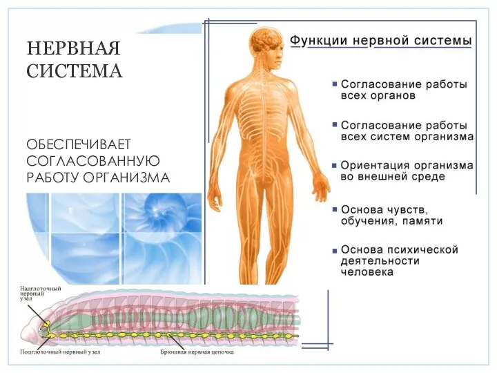 НЕРВНАЯ СИСТЕМА ОБЕСПЕЧИВАЕТ СОГЛАСОВАННУЮ РАБОТУ ОРГАНИЗМА