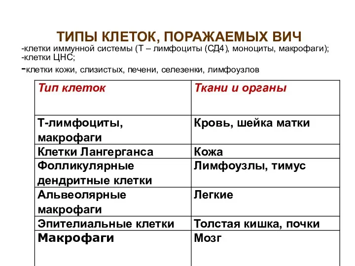 ТИПЫ КЛЕТОК, ПОРАЖАЕМЫХ ВИЧ -клетки иммунной системы (Т – лимфоциты