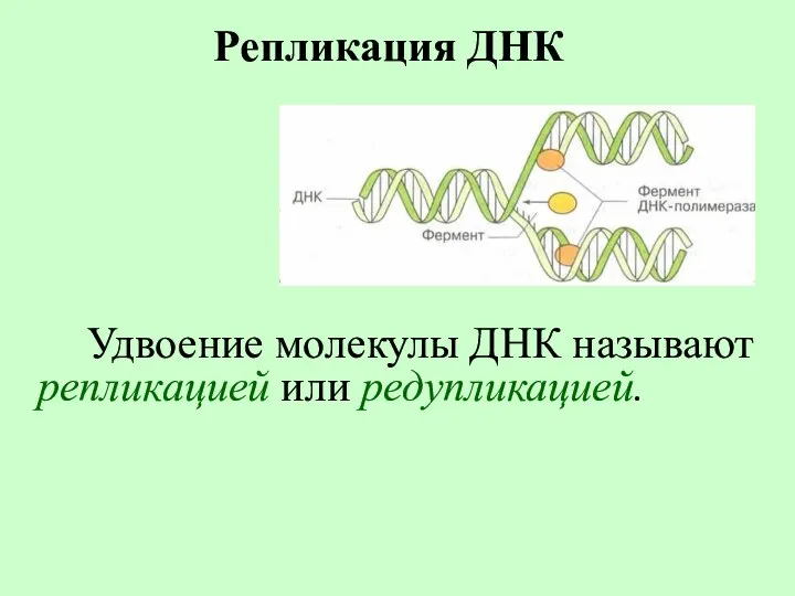 Репликация ДНК Удвоение молекулы ДНК называют репликацией или редупликацией.