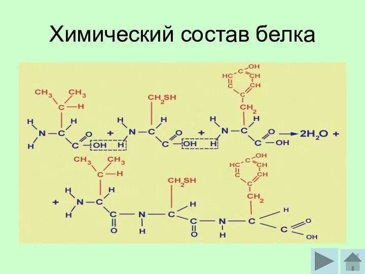 Химический состав белка