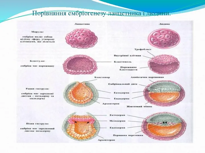 Порівняння ембріогенезу ланцетника і людини.