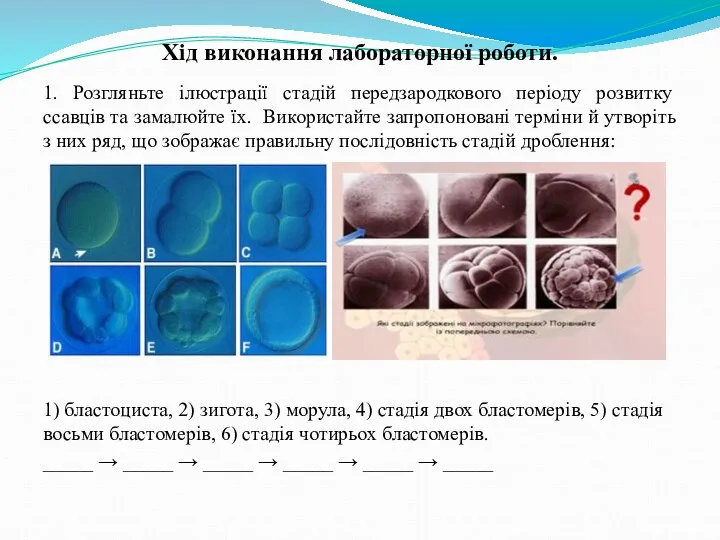 Хід виконання лабораторної роботи. 1. Розгляньте ілюстрації стадій передзародкового періоду