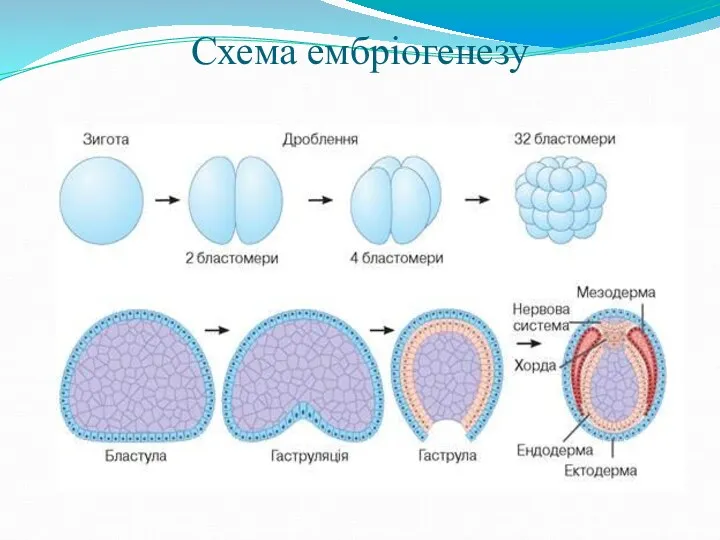 Схема ембріогенезу