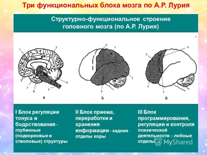 Три функциональных блока мозга по А.Р. Лурия