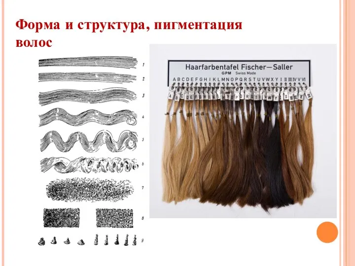Форма и структура, пигментация волос