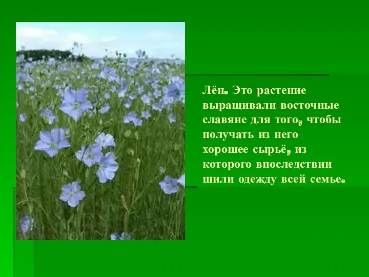 Лён. Это растение выращивали восточные славяне для того, чтобы получать