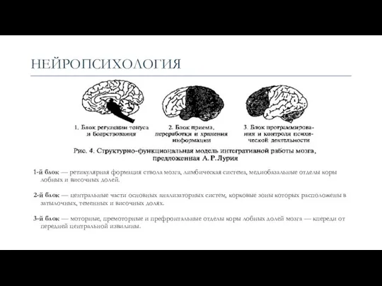 НЕЙРОПСИХОЛОГИЯ 1-й блок — ретикулярная формация ствола мозга, лимбическая система, медиобазальные отделы коры