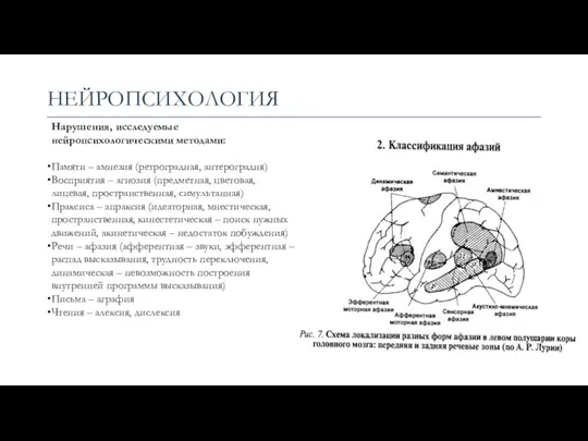 НЕЙРОПСИХОЛОГИЯ Нарушения, исследуемые нейропсихологическими методами: Памяти – амнезия (ретроградная, антероградня)