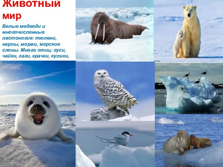 Животный мир Белые медведи и многочисленные ластоногие: тюлени, нерпы, моржи,