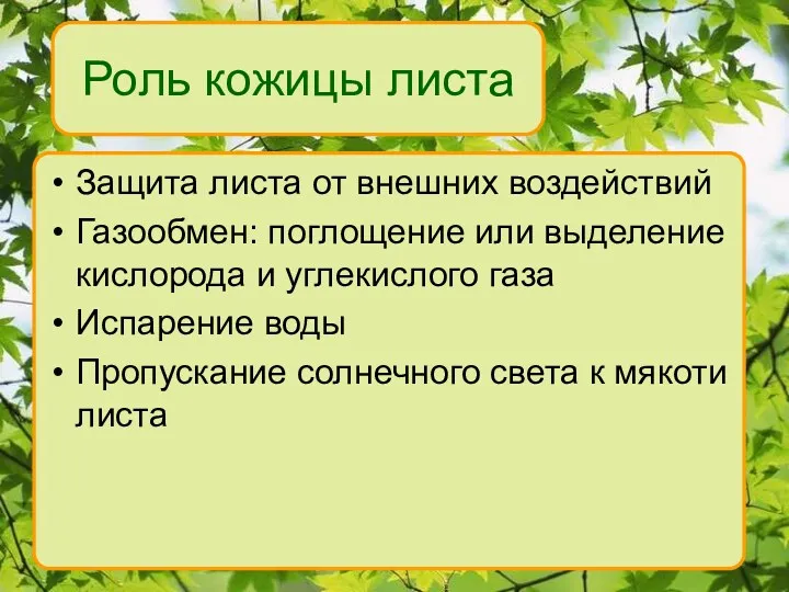 Роль кожицы листа Защита листа от внешних воздействий Газообмен: поглощение