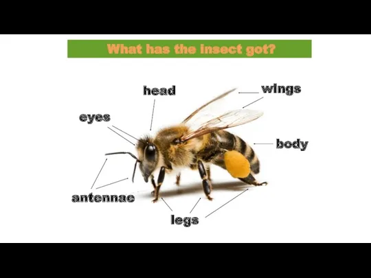 legs body wings head antennae eyes What has the insect got?