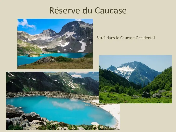 Réserve du Caucase Situé dans le Caucase Occidental