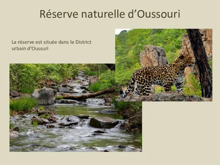 Réserve naturelle d’Oussouri La réserve est située dans le District urbain d‘Oussuri