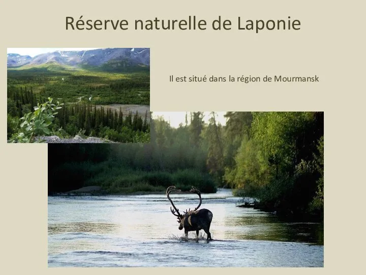 Réserve naturelle de Laponie Il est situé dans la région de Mourmansk