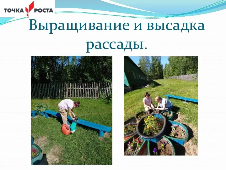 Выращивание и высадка рассады.