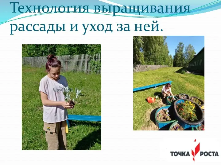 Технология выращивания рассады и уход за ней.