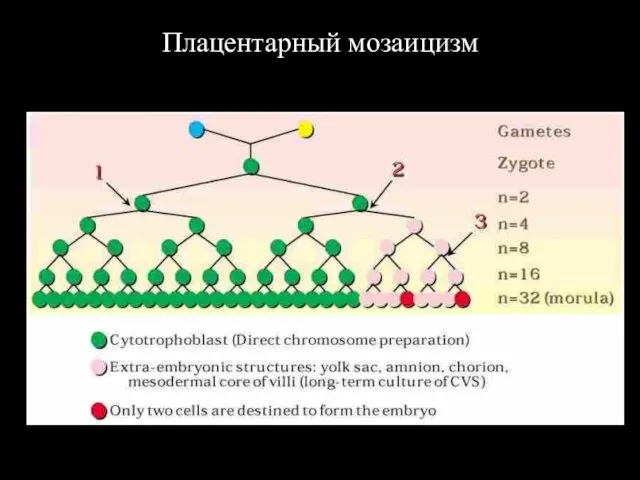 Плацентарный мозаицизм