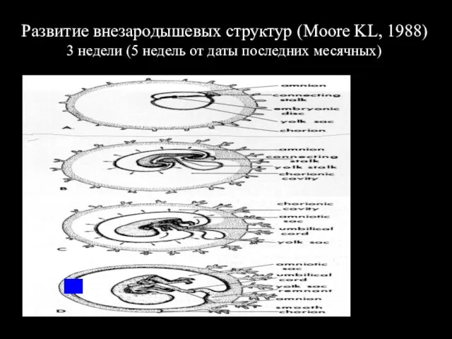 Развитие внезародышевых структур (Moore KL, 1988) 3 недели (5 недель от даты последних месячных)