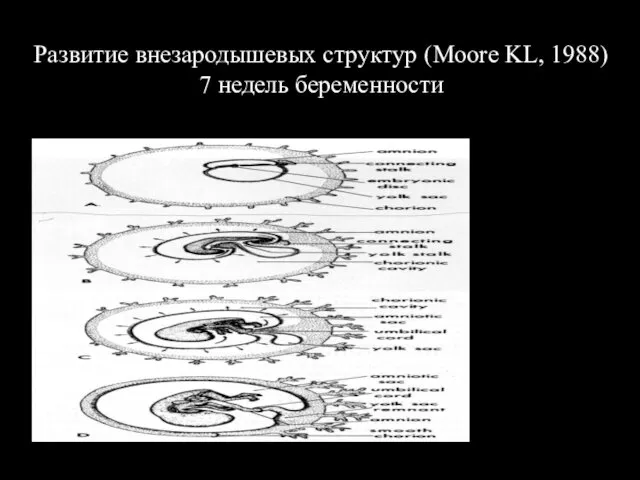 Развитие внезародышевых структур (Moore KL, 1988) 7 недель беременности