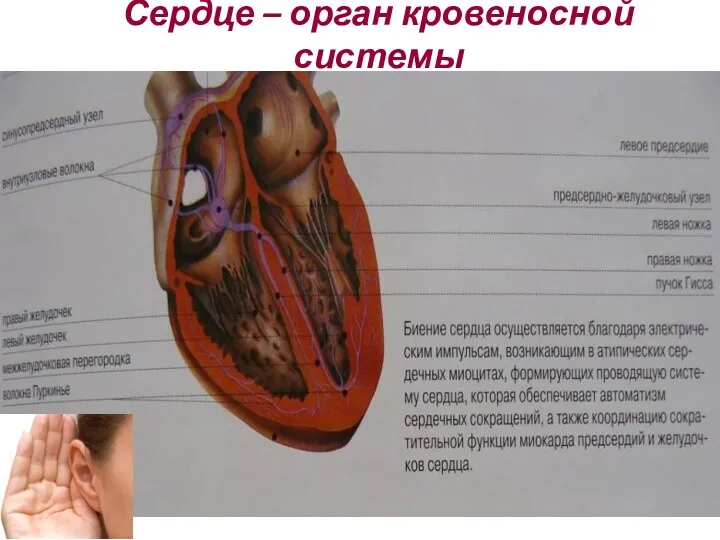 Сердце – орган кровеносной системы