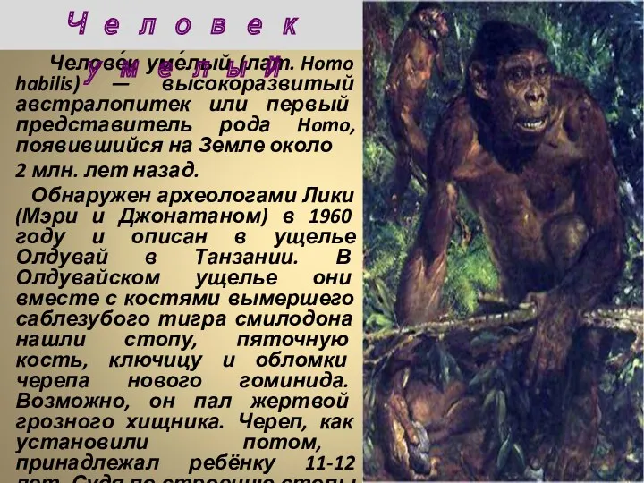 Челове́к уме́лый (лат. Homo habilis) — высокоразвитый австралопитек или первый