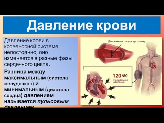 Давление крови в кровеносной системе непостоянно, оно изменяется в разные