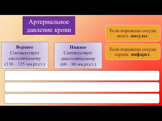 Артериальное давление крови Верхнее Соответствует систолическому (110 – 125 мм.рт.ст.)