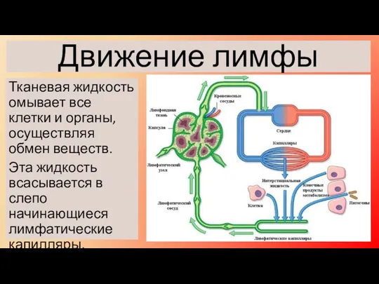 Тканевая жидкость омывает все клетки и органы, осуществляя обмен веществ.