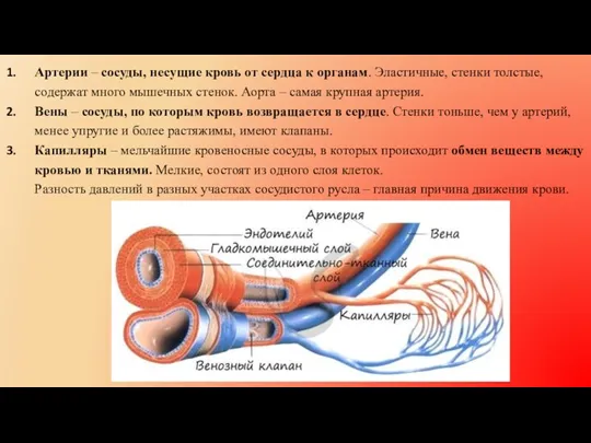 Артерии – сосуды, несущие кровь от сердца к органам. Эластичные,