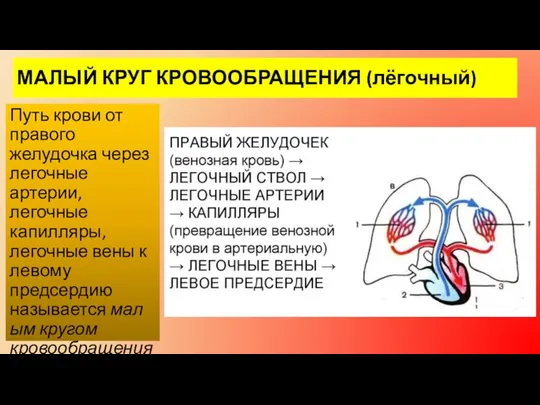 МАЛЫЙ КРУГ КРОВООБРАЩЕНИЯ (лёгочный) Путь крови от правого желудочка через