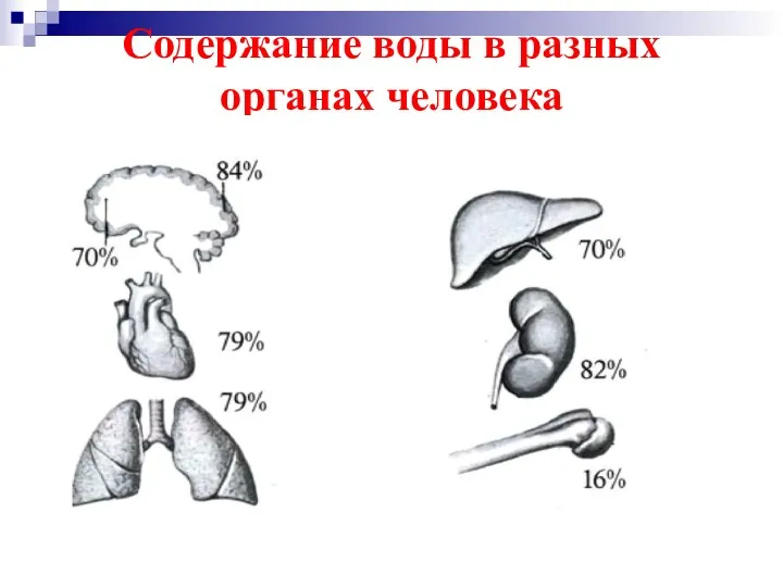 Содержание воды в разных органах человека