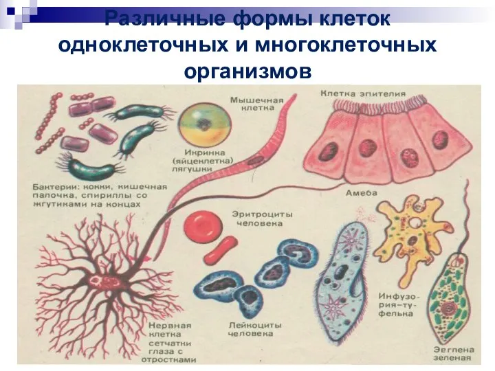 Различные формы клеток одноклеточных и многоклеточных организмов